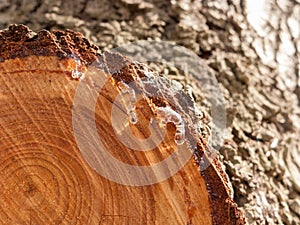 Resin on a trunk