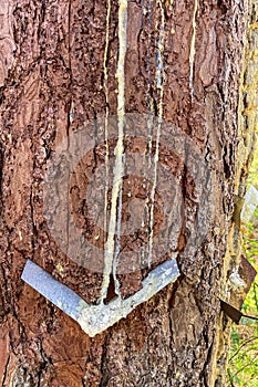 Resinous pine sap appears when coniferous wood is damaged, Sierra Tejeda Natural Park photo