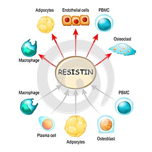 Resistin is a hormone from adipose tissue, regulator of inflammation, autoimmune processes, obesity and insulin resistance