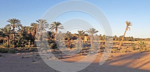 Resisting palm trees in the arid part of the palm trees valley in Figuig