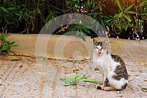 Resort cat basking in sun