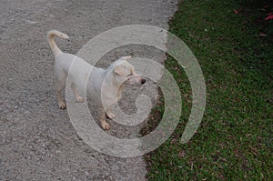 Resort` dog tour guide at muso home stay photo