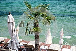 Resort near the sea with a palm tree and sun loungers. Beach holiday concept