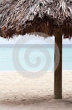 Resort Palm Tree on the Beach