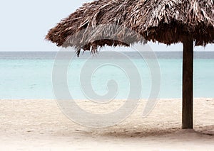 Resort Palm Tree on the Beach