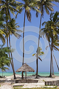 Beach resort with palm trees,Zanzibar island,Tanzania