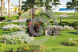 Resort park area. Palma on whom accurate green lawn summer flowers are planted by separate groups.