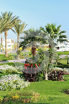 Resort park area. Palma on whom accurate green lawn summer flowers are planted by separate groups. On a background the moored
