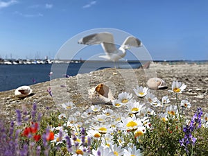 Seascape seagull and seashell , sea water blue sky white clouds  and ocean sum