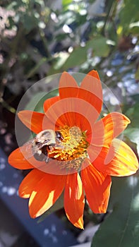 Respect the pollinator