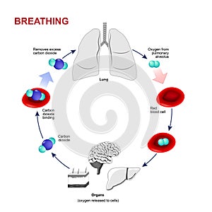 Respiration or Breathing