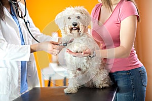 Respiration check up of Maltese dog in vet clinic