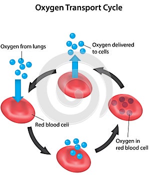 Respiration Cycle Blood Labeled