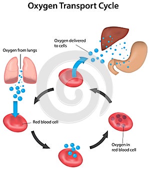 Respiration Cycle Blood Labeled