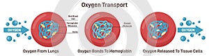 Respiration, gas exchange mechanism. Red blood cells oxygen