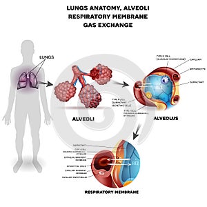 Respiration organs poster photo