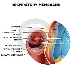 Respiratory membrane of alveolus photo