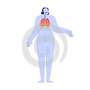 Respiratory organs system in human body. Pulmonary, bronchial anatomy with bronchi, lungs, tract. Anatomical structure