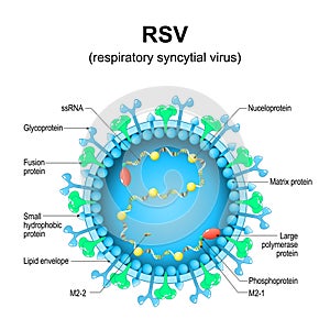 Respiratory syncytial virus. RSV structure. Close-up of a orthopneumovirus photo