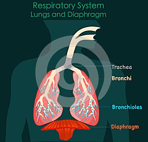 Respiratory system anatomy. Lungs and diaphragm. Green black dark background.annotated diagram. 2d medical illustration photo