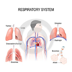 Respiratory system photo