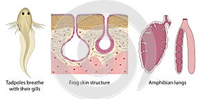 The respiratory system change from tadpoles to adult frogs. Amphibian lungs, Frog skin structure, Tadpoles gills