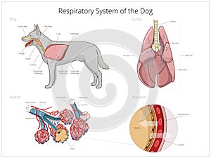 Respiratory system of the dog vector illustration photo