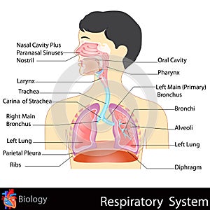 Respiratorio sistema 