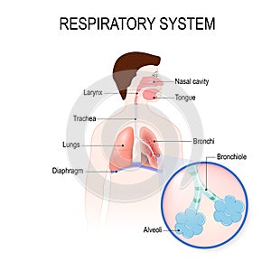 Respiratory system. human anatomy. photo