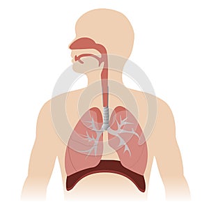 Respiratory system photo