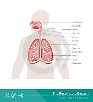 The respiratory system photo