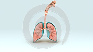 Respiratory System