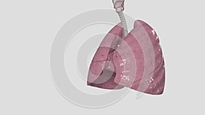 The respiratory system includes the nose, mouth, throat, voice box, windpipe, and lungs