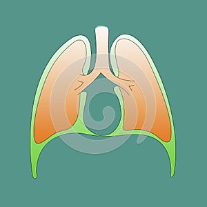 Respiratory system infographic of the pleura on a green background