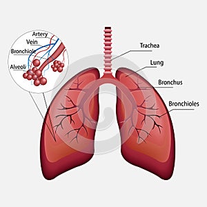 respiratory system, lungs, alveoli.Parts of the human body.