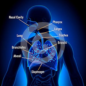 Respiratory System - Lungs anatomy view photo