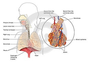 The respiratory system photo