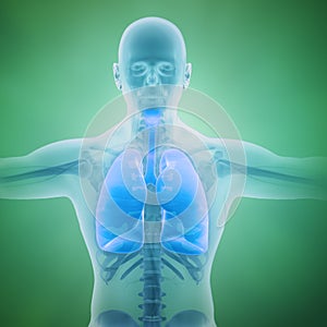 Respiratory system scientific photo