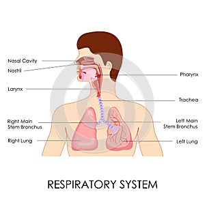 Respiratorio sistema 