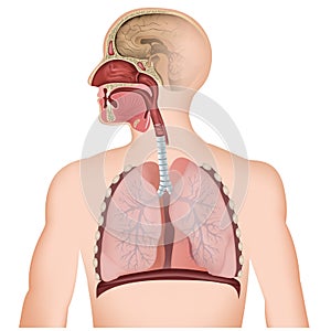 The respiratory tract medical  illustration on white background photo