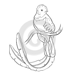 The resplendent quetzal bird male. vector illustration