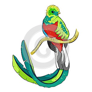 The resplendent quetzal bird male. vector illustration