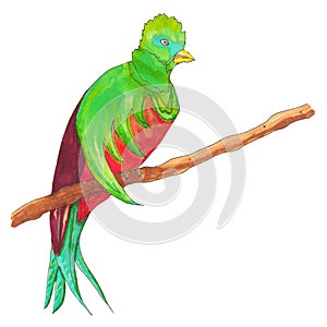 Resplendent Quetzal on a branch