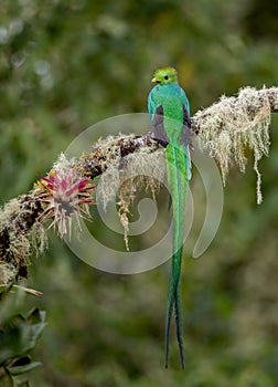 Resplendent Quetzal in Costa Rica