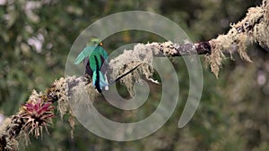 Resplendent Quetzal in Costa Rica