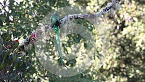 Resplendent Quetzal in Costa Rica