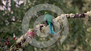 Resplendent Quetzal in Costa Rica