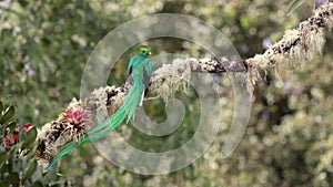 Resplendent Quetzal in Costa Rica