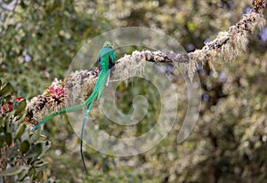 Resplendent Quetzal in Costa Rica