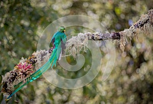 Resplendent Quetzal in Costa Rica